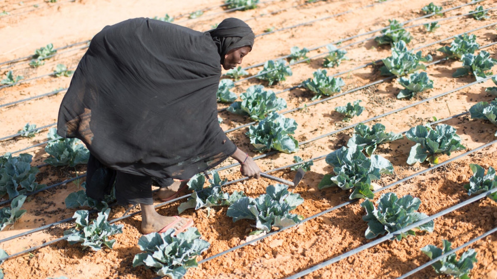 La refugiada maliense Salama Issoufou cosecha verduras en su parcela de riego.