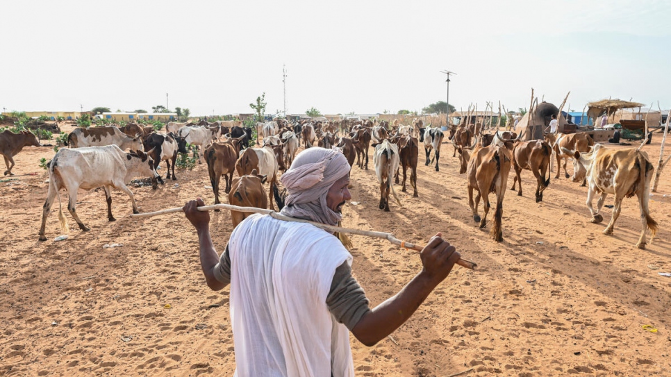 Abu Ag Hamid, maliense que forma parte de la brigada, arrea su rebaño en el campamento de refugiados de Mbera. Le queda claro que su medio de vida depende de la protección de los pastizales.