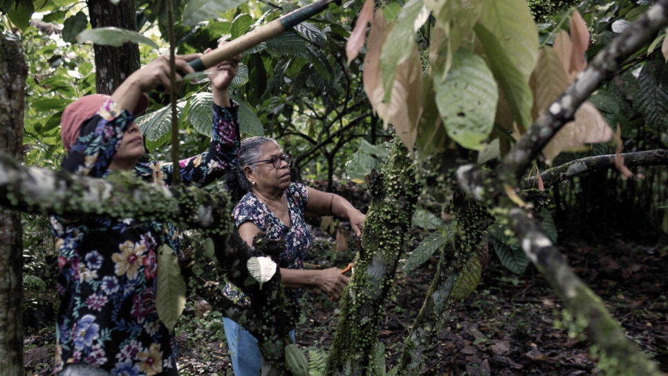 Vicenta (derecha) y Carmen* (izquierda), una solicitante de asilo nicaragüense de 38 años,  cuidan de algunos de los 3.000 árboles de cacao en la plantación de Vicenta.