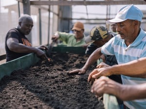 Cuatro hombres trabajan en una caja de siembra en un invernadero.